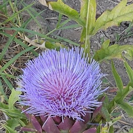 לינה וארוחת בוקר לה תור Fleur De Garance מראה חיצוני תמונה